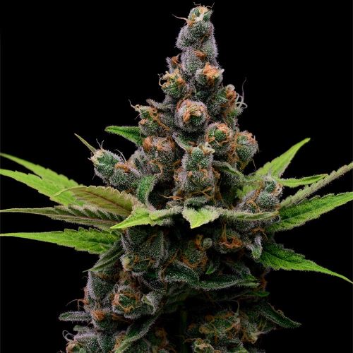 Guava Slushy Feminized Cannabis Seeds Green Bodhi 