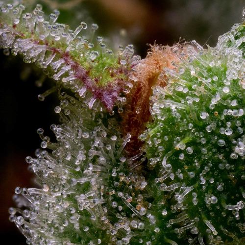 Guava Slushy Feminized Cannabis Seeds Green Bodhi 