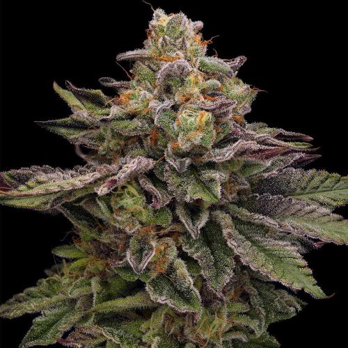 Hazy Driver Feminized Cannabis Seeds Green Bodhi 