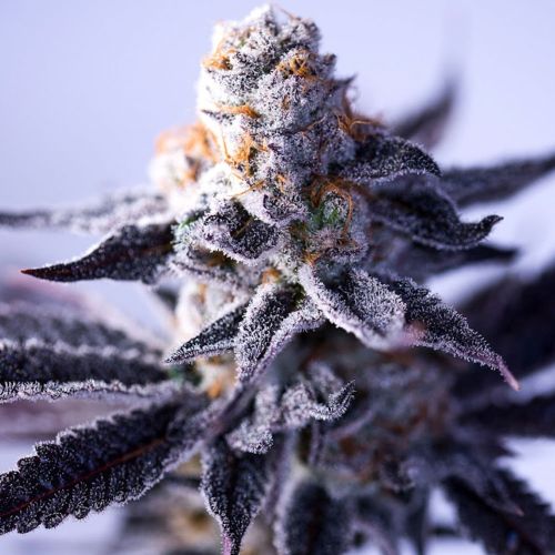 Hazy Girl Feminized Cannabis Seeds Green Bodhi