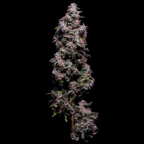 Hazy Kush S1 Feminized Cannabis Seeds Green Bodhi