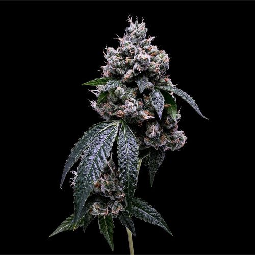 Kosher Chem 78 Regular Cannabis Seeds Green Bodhi