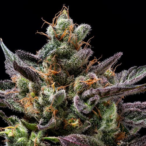 Northern Lemons Green Bodhi Regular Cannabis Seeds