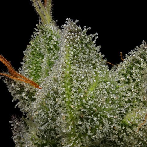 Northern Lights OG Green Bodhi Regular Cannabis Seeds