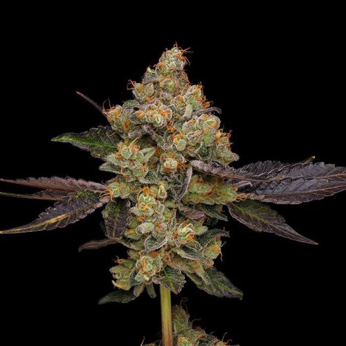 Northern Mints Green Bodhi Regular Cannabis Seeds