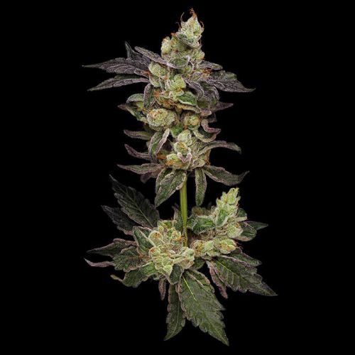 Northern Runtz Green Bodhi Regular Cannabis Seeds