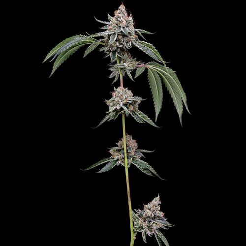 OGCD BX Regular Cannabis Seeds Green Bodhi 