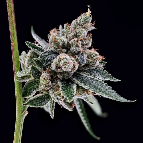 OGCD BX Regular Cannabis Seeds Green Bodhi 