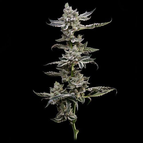 Platinum Affie 78 Regular Cannabis Seeds Green Bodhi 