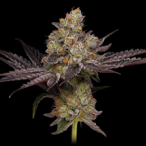 Purple Afghan Kush Green Bodhi Regular Cannabis Seeds