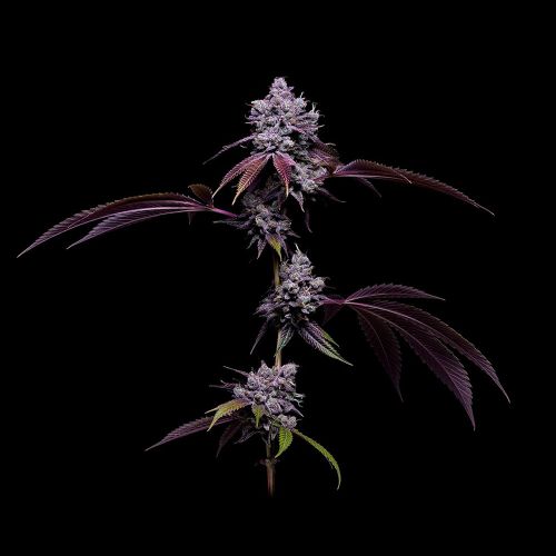 78 Tenzin #4 Regular Cannabis Seeds Green Bodhi 