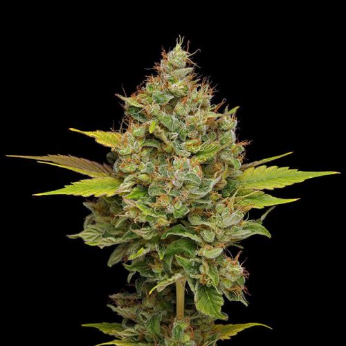 Hazy Lights Green Bodhi Regular Cannabis Seeds