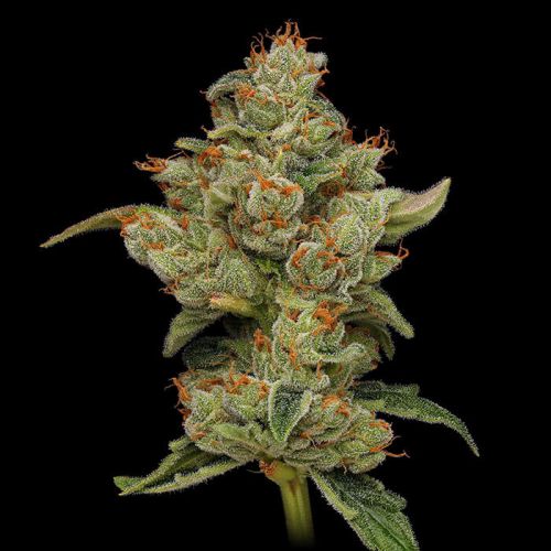 Sour Best Afghani Green Bodhi Regular Cannabis Seeds