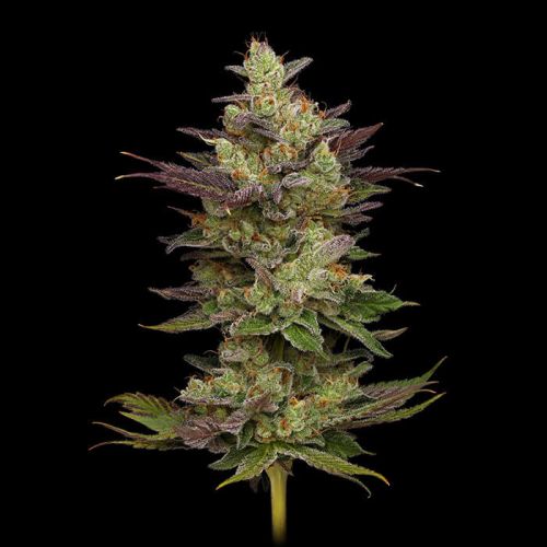 Chem D-Light Green Bodhi Regular Cannabis Seeds