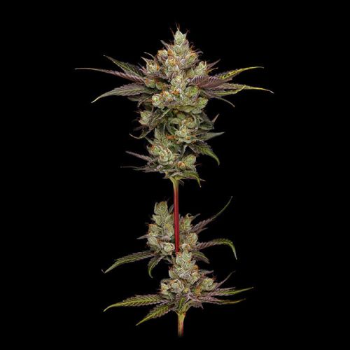 Northern Lights OG Green Bodhi Regular Cannabis Seeds