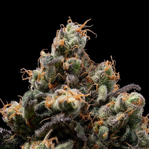 Northern Mints Green Bodhi Regular Cannabis Seeds