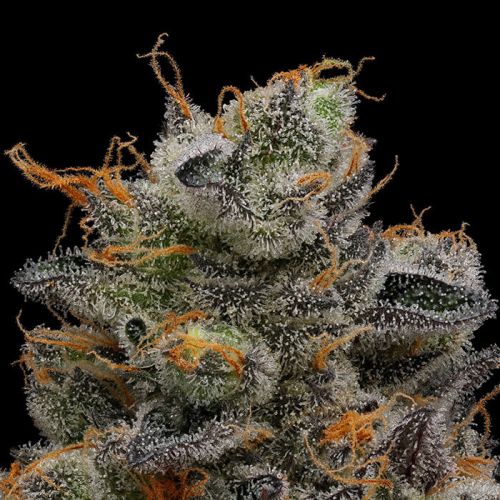 Purple Afghan Kush Green Bodhi Regular Cannabis Seeds