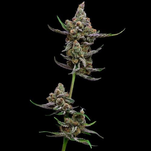 Sail Haten Feminized Cannabis Seeds Green Bodhi