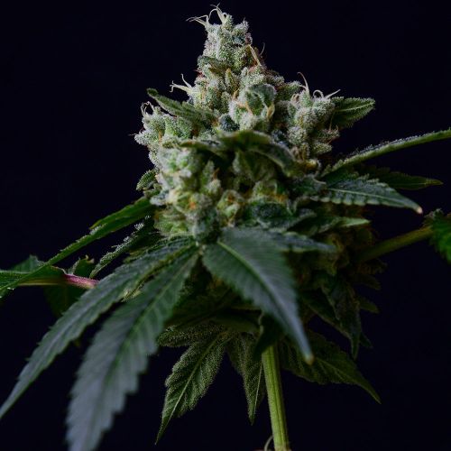 Sour Chem 78 Regular Cannabis Seeds Green Bodhi 