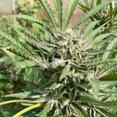 Green River by Pakalolo Seed Cannabis Seedbank