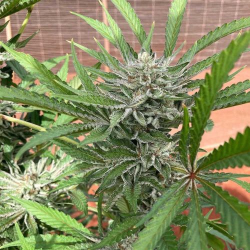 Green River by Pakalolo Seed Cannabis Seedbank