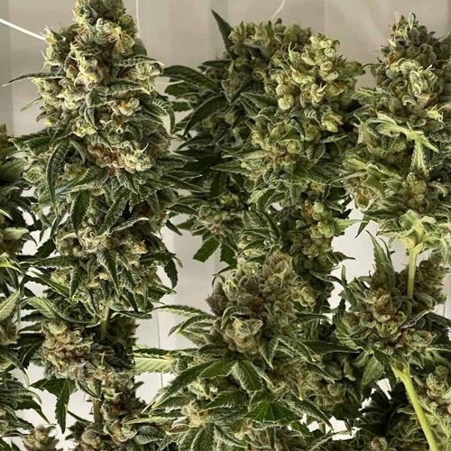 Grimm Glue Female Weed Seeds by Brothers Grimm Seeds