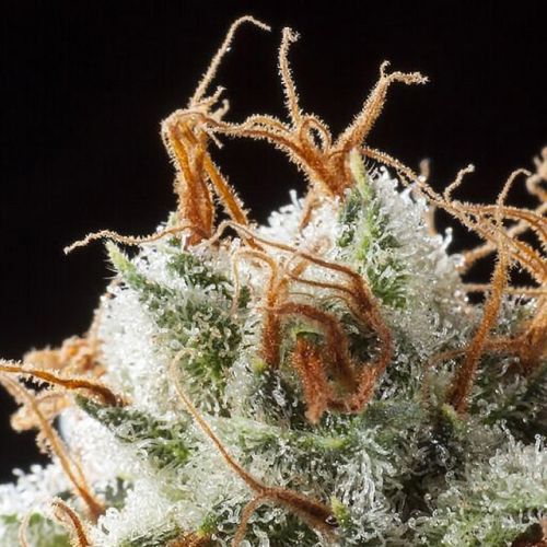 Grizzly Kush Regular Cannabis Seeds by Elemental Seeds