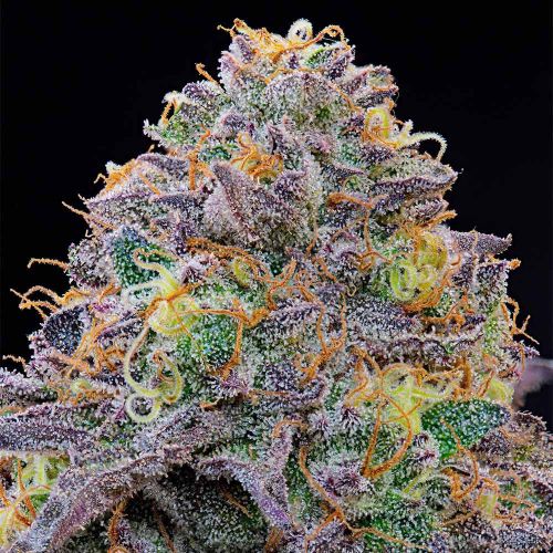 Blue Gelonade Feminized Cannabis Seeds Grounded Genetics 