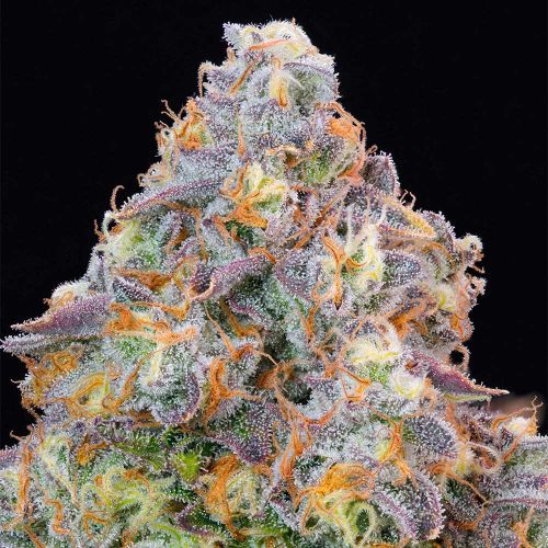 Blue Zlime Feminized Cannabis Seeds Grounded Genetics 