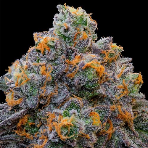 Bluzcotti Feminized Cannabis Seeds Grounded Genetics 