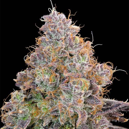 Bluzzi Feminized Cannabis Seeds Grounded Genetics 