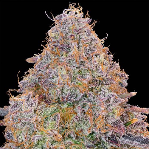 Bluzzi Feminized Cannabis Seeds Grounded Genetics 