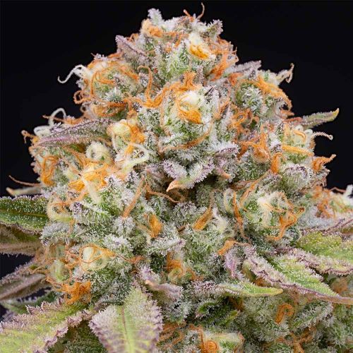 Candy Gas Female Weed Seeds by Grounded Genetics 