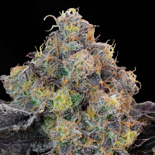 Blueberry Zkunk Feminized Cannabis Seeds Grounded Genetics 