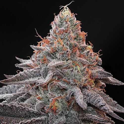 Kashmir Black Feminized Cannabis Seeds Grounded Genetics 
