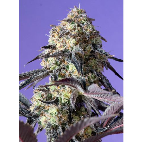 Kawazaki Feminized Cannabis Seeds by Grounded Genetics