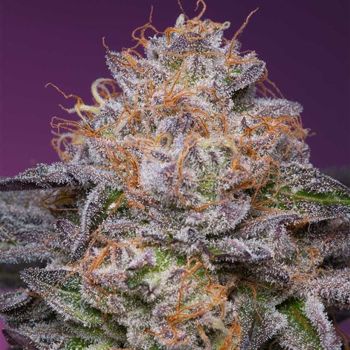Lime Drizzle Feminized Cannabis Seeds Grounded Genetics 