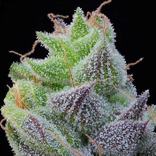 Peach Limeade Feminized Cannabis Seeds Grounded Genetics 