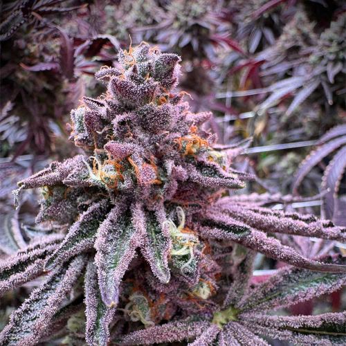 Sour Blucci Feminized Cannabis Seeds Grounded Genetics 