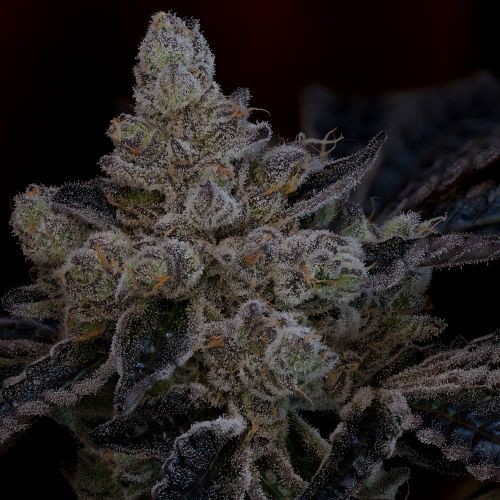 The Glow Female Weed Seeds by Grounded Genetics 