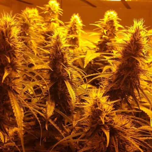 Guava Ghost Train Female Cannabis Seeds by Holy Smoke Seeds