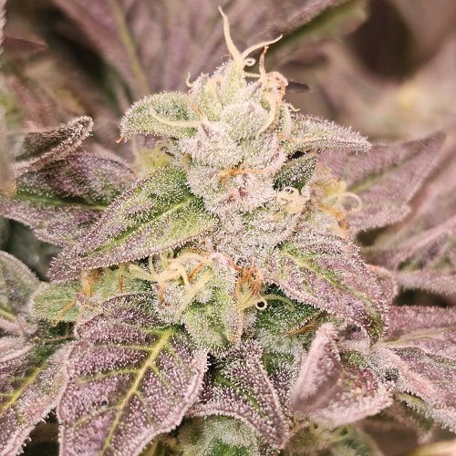 Guava Runtz Feminized Cannabis Seeds by Karma Genetics