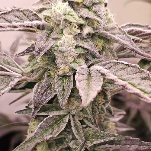 Guava Runtz Feminized Cannabis Seeds by Karma Genetics