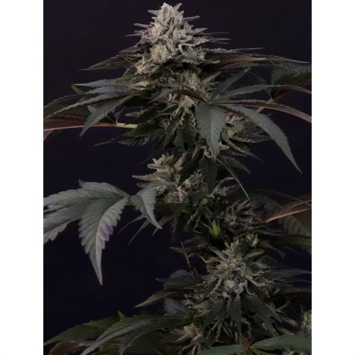 Gulupa Female Cannabis Seeds By Paradise Seeds
