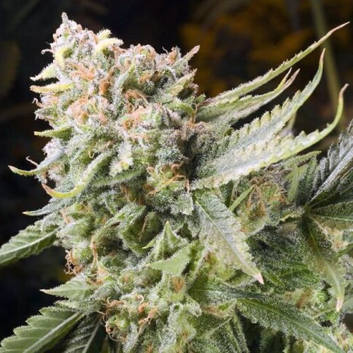 Gummy Bears Female Cannabis Seeds by Elemental Seeds