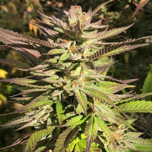 Haole Brownie by Pakalolo Seed Cannabis Seedbank