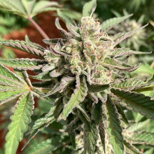 Haole Brownie by Pakalolo Seed Cannabis Seedbank