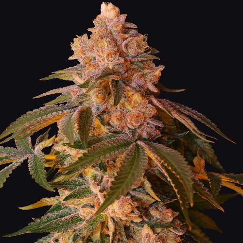 Happy Ending Female Cannabis Seeds by Grateful Seeds 