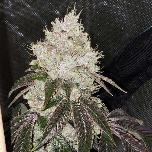 Hayabusa OG Regular Cannabis Seeds by Karma Genetics