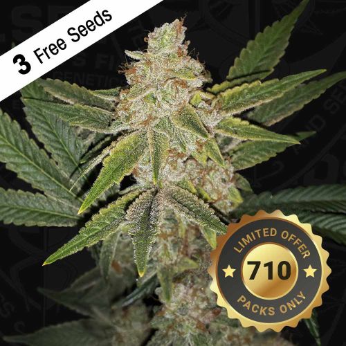 Hazanana Female Cannabis Seeds by T.H.Seeds x Killah Priest 